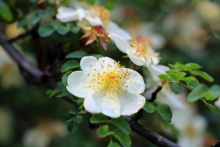 Pear nature plant