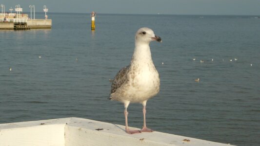 Sopot bird the baltic sea