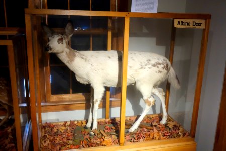 Albino deer - Southern Vermont Natural History Museum - DSC08521