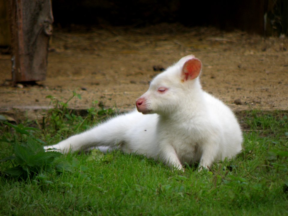 Albino kangaroo (public domain)