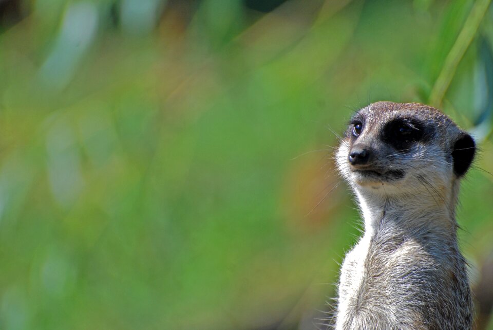 Meerkats animals rest