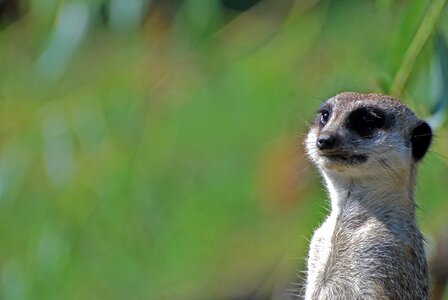 Meerkats animals rest