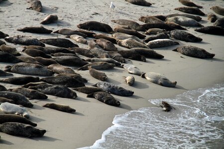 Animal wildlife marine photo