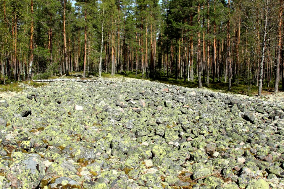Ala-Korkiakangas Oulu 20150524 02