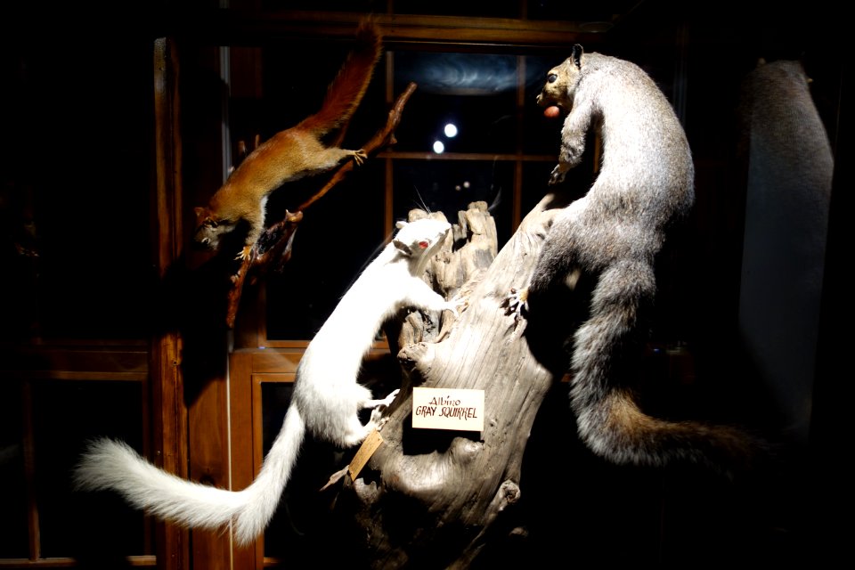 Albino Sciurus carolinensis - Southern Vermont Natural History Museum - DSC08523