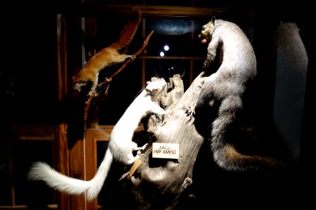 Albino Sciurus carolinensis - Southern Vermont Natural History Museum - DSC08523