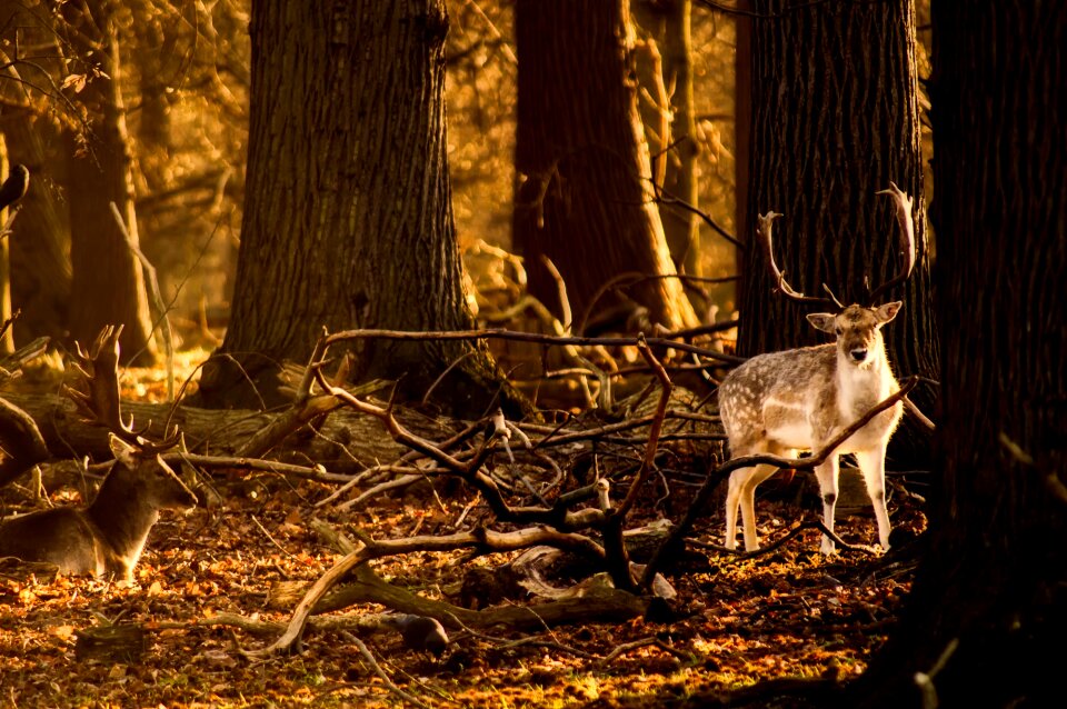 Forest trees woods