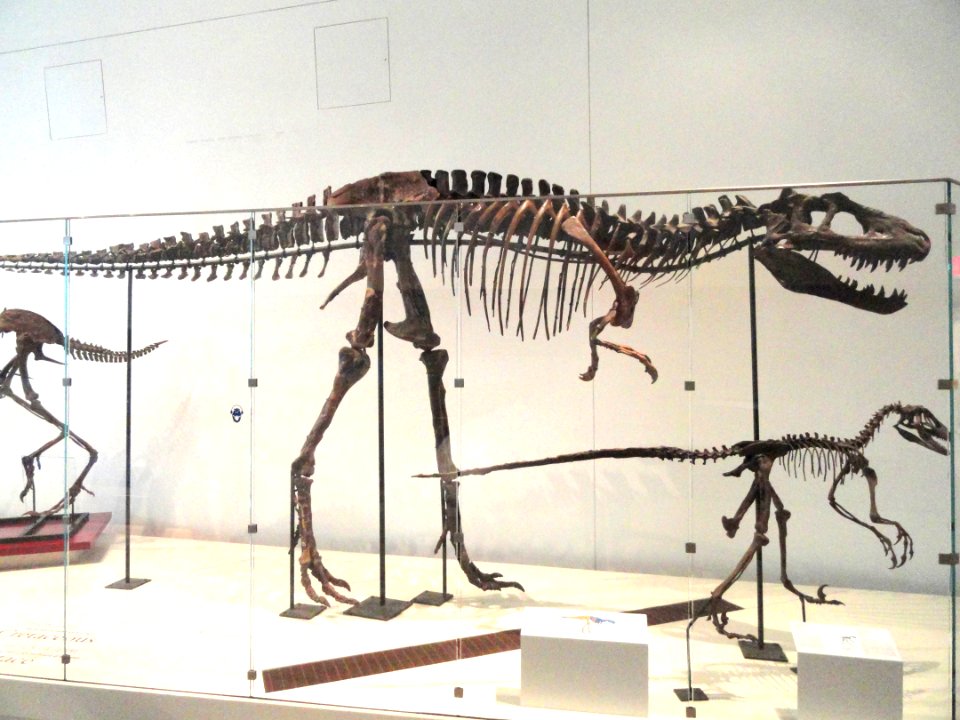 Albertosaurus libratus, Dinosaur Provincial Park, Alberta, Canada, Late Cretaceous - Royal Ontario Museum - DSC09966