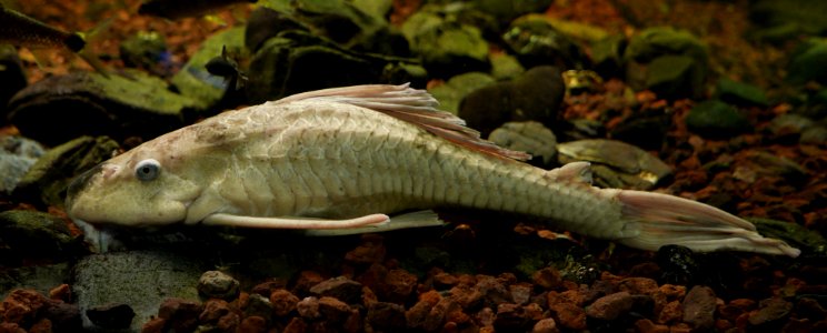 Albino Ancistrus photo