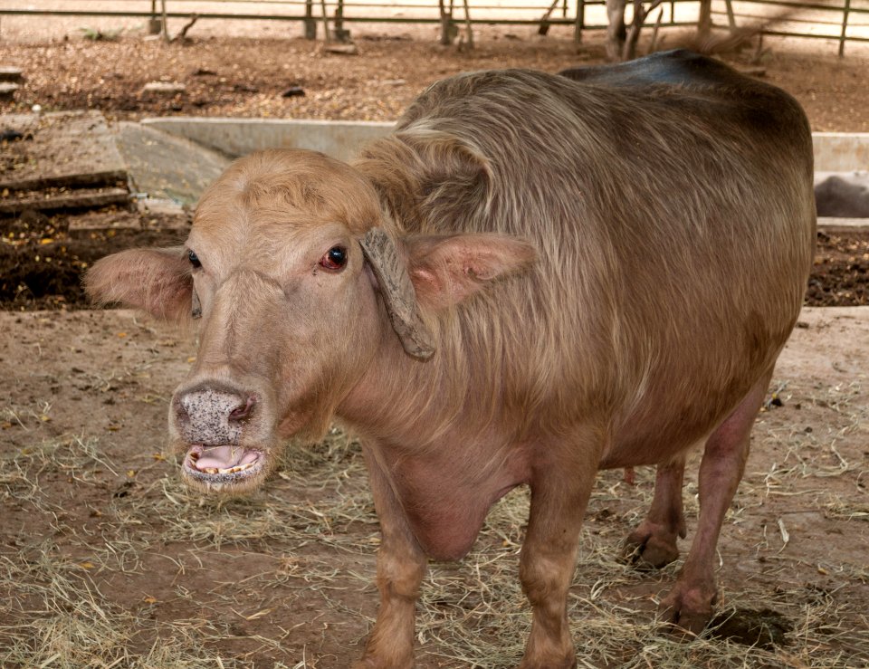 Albine Bubalus bubalis from Venezuela