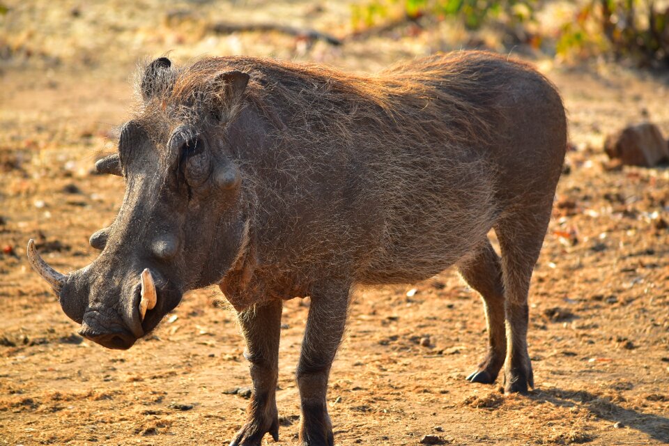 Africa animal zimbabwe