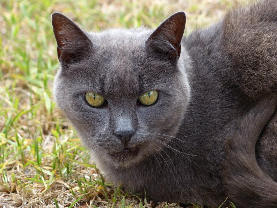 Pet puss close up