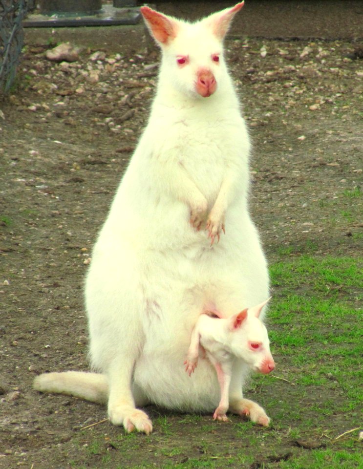 Albino Bennett's wallaby with joey in pouch