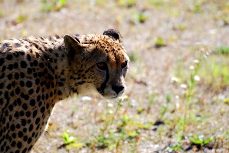 Cheetah animals savannah photo