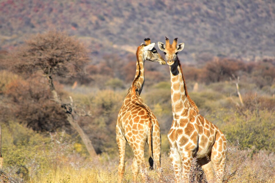 Wild wildlife safari