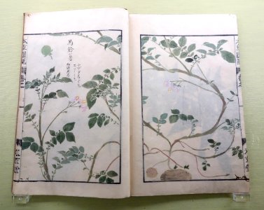Albums of Plants 3-2, Grasses, by Iwasaki Kan'en (1786-1842), view 1 - Tokyo National Museum - DSC05476
