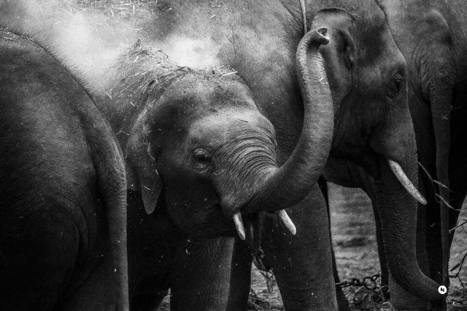 Elephants tusks wildlife