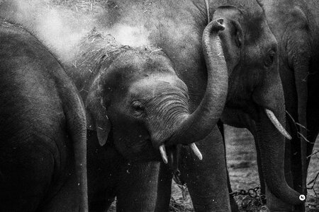 Elephants tusks wildlife