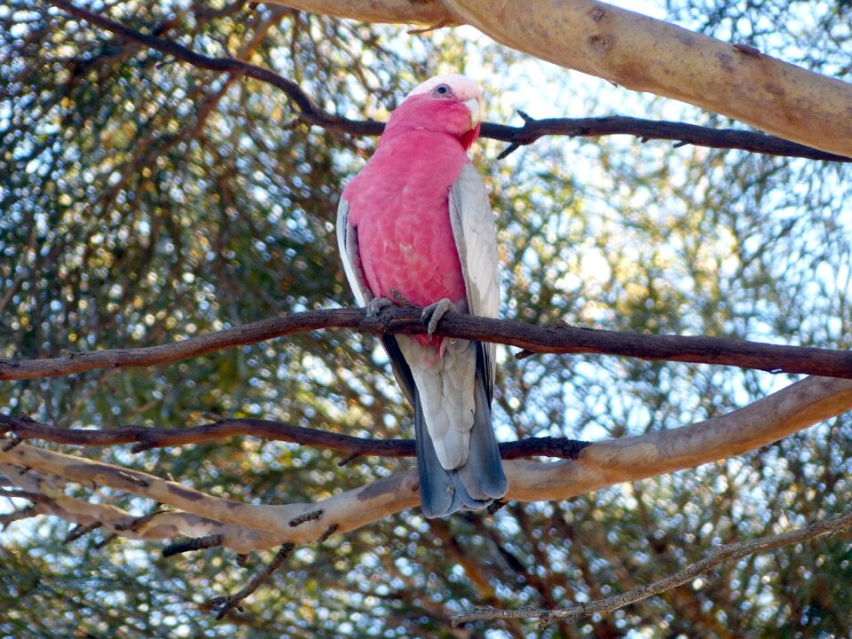 Pink parrot rose-breasted