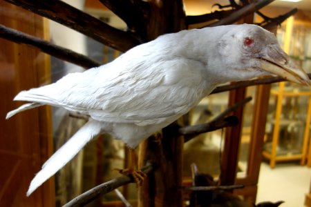 Albino crow - Southern Vermont Natural History Museum - DSC08489 photo