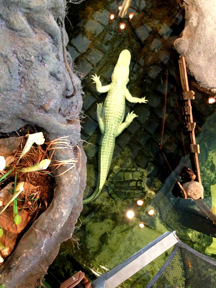 Albino alligator at Cal Academy