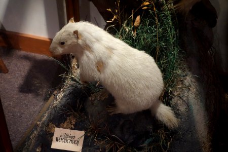 Albino Marmota monax - Southern Vermont Natural History Museum - DSC08528