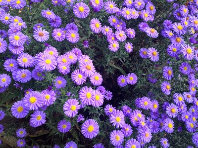 Plant violet blooms photo