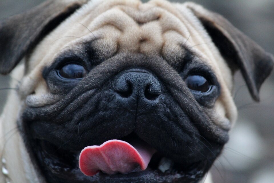Round eyes puppy gray eye