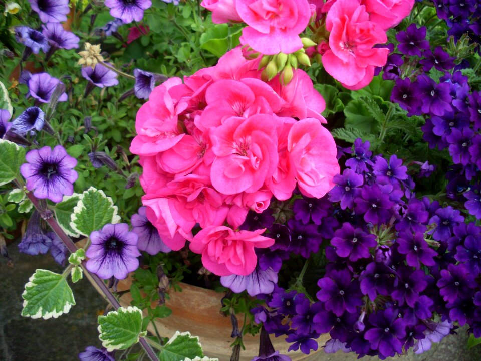 Plant pink flower colorful flowers