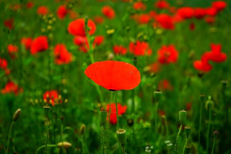 Red poppy red flower photo