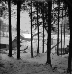 Aldrans in de sneeuw gezien vanuit het bos, Bestanddeelnr 254-4301