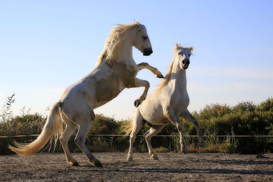 Mane horse horseback riding