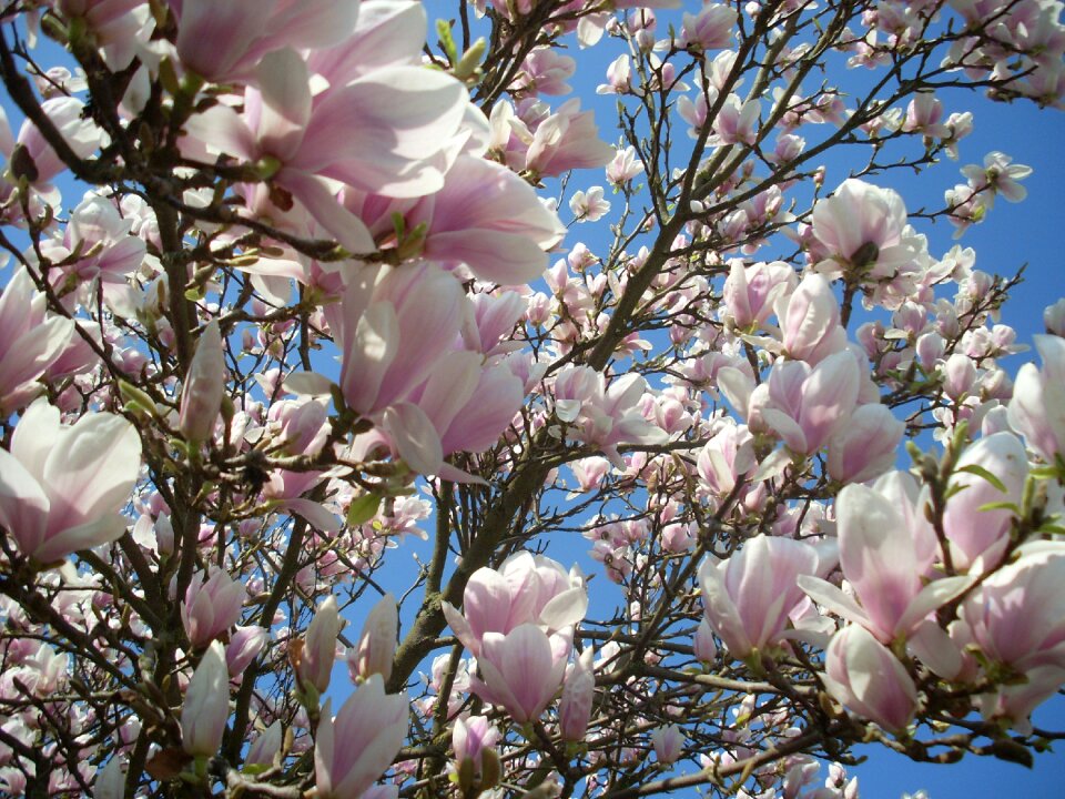 Bloom live new signs of spring