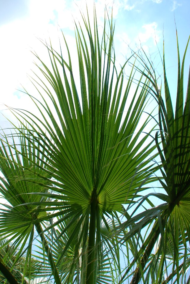 Green palm leaf fan palm