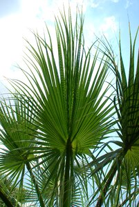 Green palm leaf fan palm photo