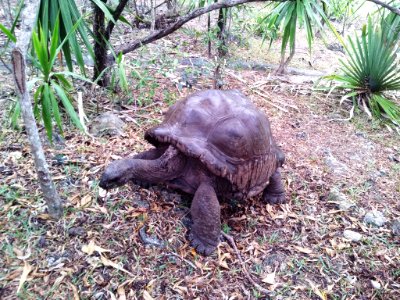 Aldabra tortoise Ile aux Aigrettes - Mauritius