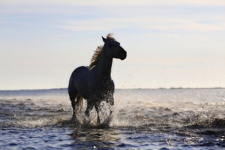 Standard equine mane
