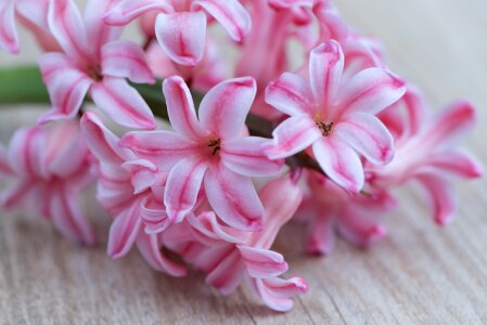 Pink flower flowers pink flowers photo