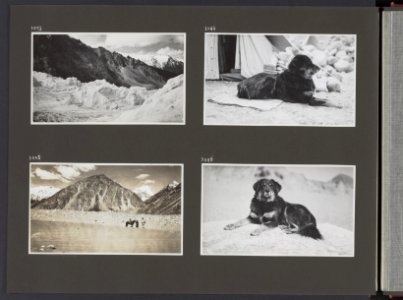 Albumblad met vier fotos. linksboven Onbenoemde gletsjer daluitwaarts gezien. , Bestanddeelnr 38 26