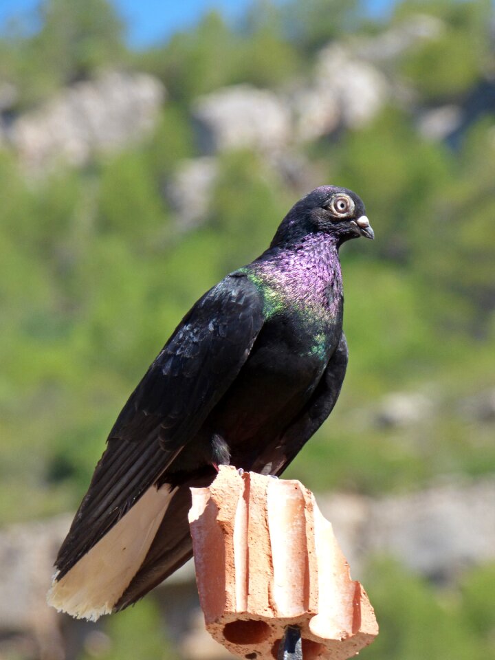 Pigeon racing breeding priorat photo