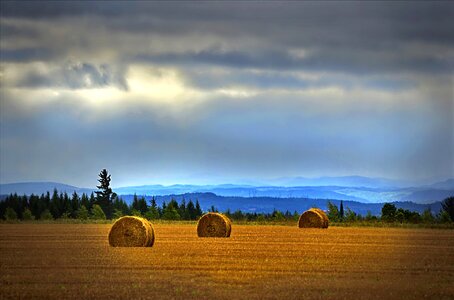 Fields pre balls