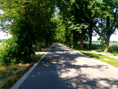 Aleja Lipowa w Głubczycach (2)