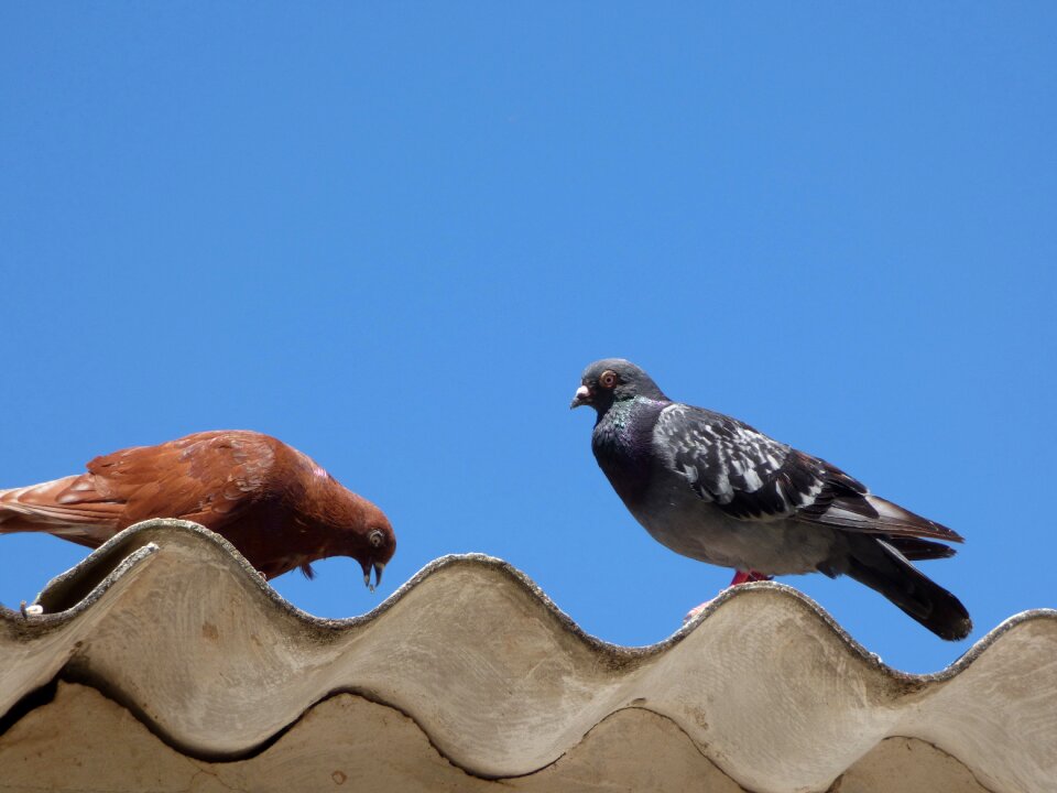 Uralita couple sky photo