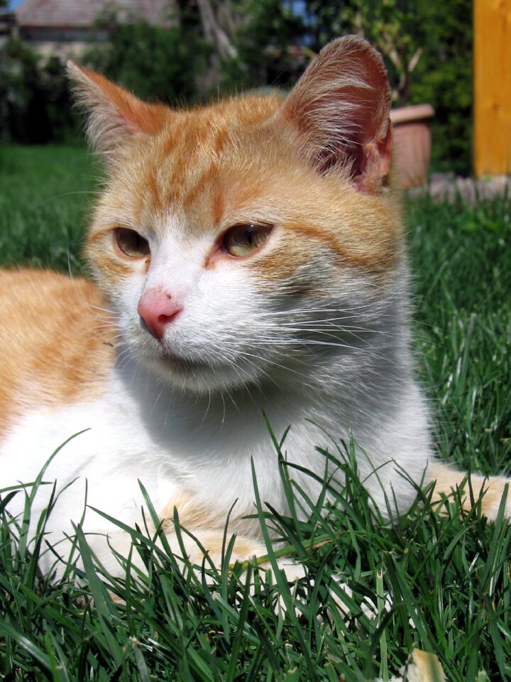Cat tomcat animal
