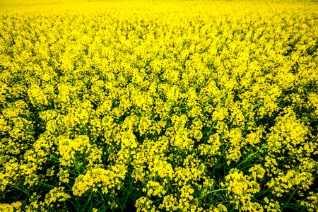 Land lot nature