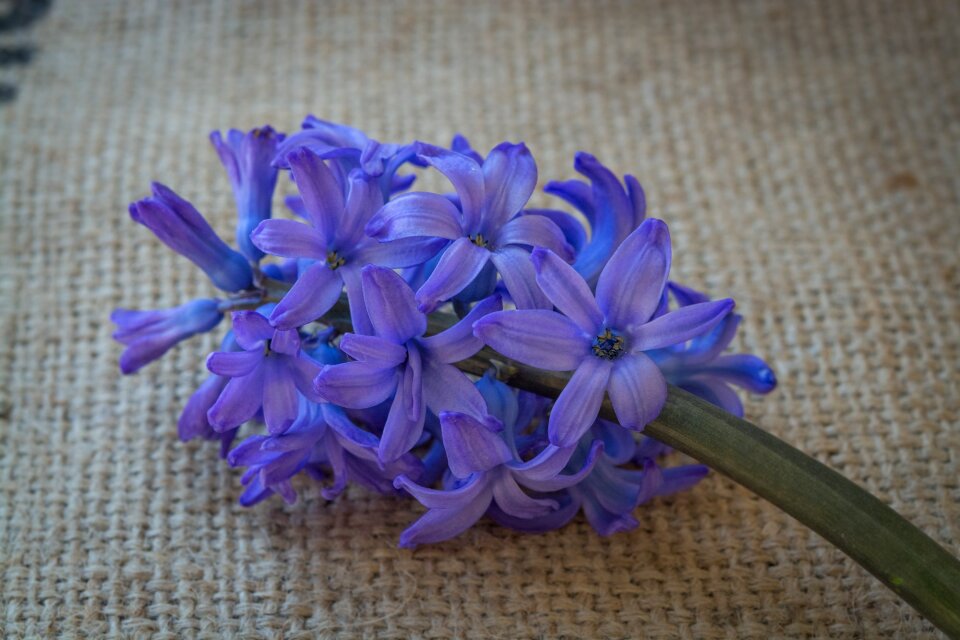 Blue flower flowers blue flowers