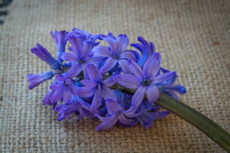 Blue flower flowers blue flowers