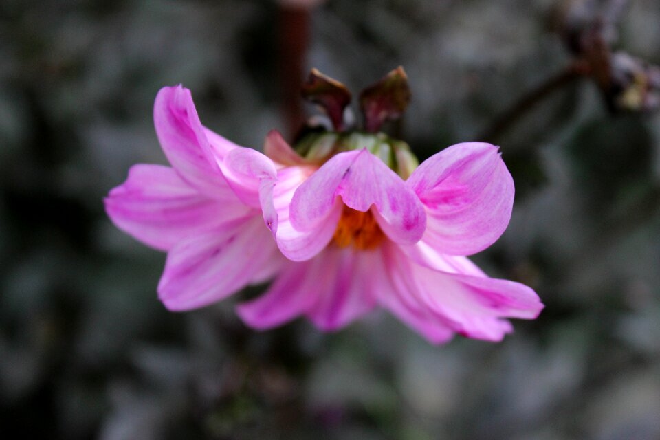 Top view blossom bloom