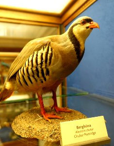 Alectoris chukar - Swedish Museum of Natural History - Stockholm, Sweden - DSC00618 photo