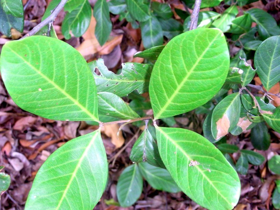 Alectryon coriaceus Mt Annan